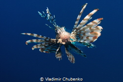 lionfish by Vladimir Chubenko 
